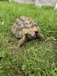 Hermanns : Male approx 9 years old (Tortellini)